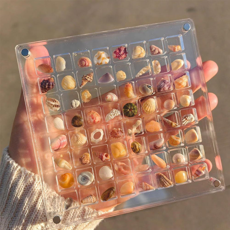 Compact Seashell Display Case